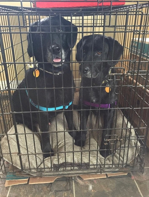 Lab Rescue - Thunder and Lightning.jpg